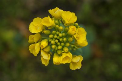 菜の花