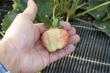 やました農園　あまおう　の写真