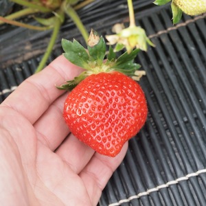 やました農園　あまおう　無農薬　